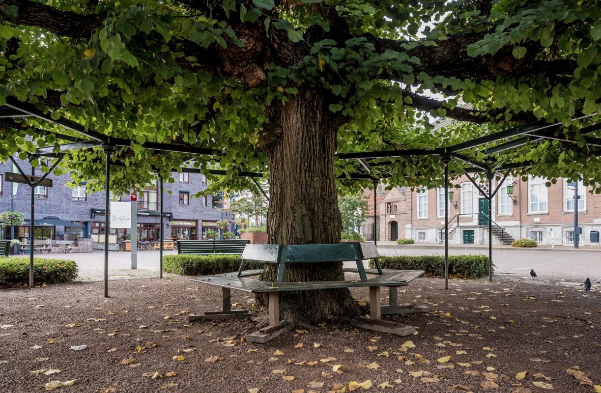 Onder de Moeierboom op de Markt met zitbankjes onder een groen bladerdak