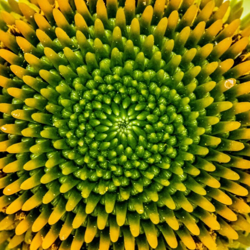 Closeup foto van het hart van een geel-groene bloem