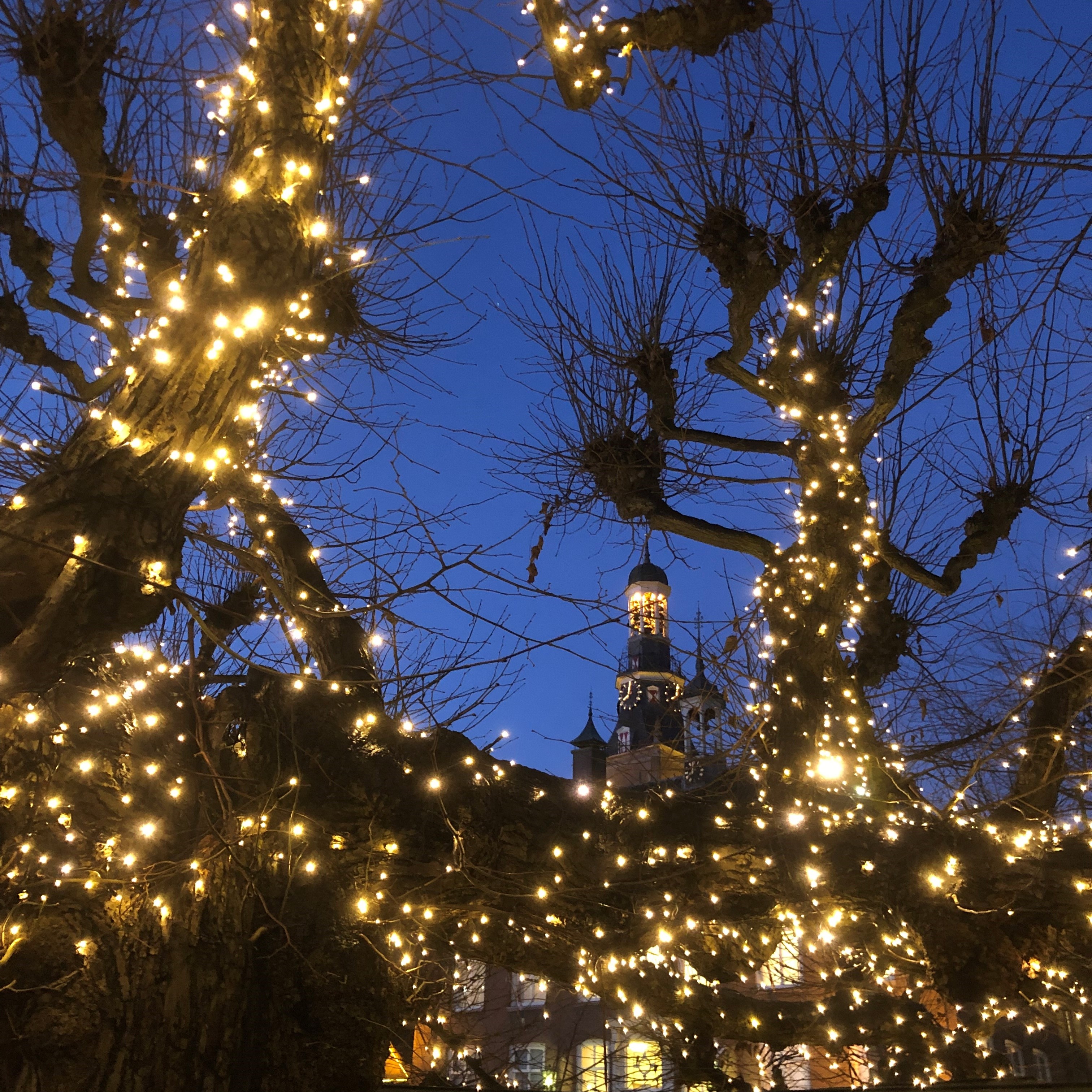 De Moeierboom van Etten-Leur met kerstlichtjes